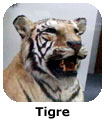 Tigre